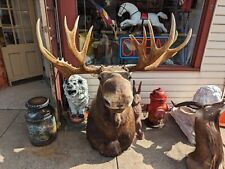 Large moose shoulder for sale  New Holland