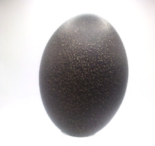 Teal emu egg for sale  Moline