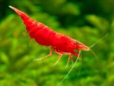 Sakura red shrimp for sale  HAYWARDS HEATH