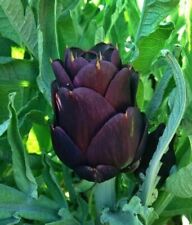 Violetta chioggia artichoke for sale  FERRYHILL