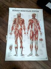 Medical poster human for sale  Newcomerstown