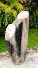 Large petrified fossil for sale  WREXHAM