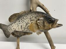Crappie fish mount for sale  Omaha