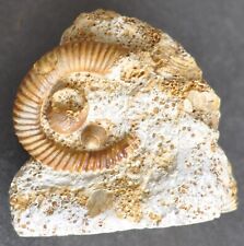 Ammonite déroulé bajocien d'occasion  Angers-
