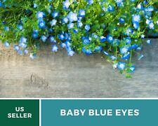 Baby blue eyes for sale  Wesley Chapel