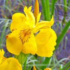 Iris pseudacorus giglio usato  Caravaggio