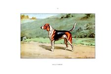 Hunting dog...beagle harrier.. d'occasion  Saint-Cyprien