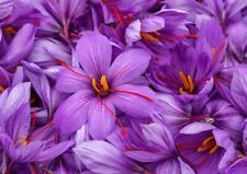 Saffron crocus bulbs for sale  USA