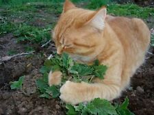 2 PIECE HAPPY CAT PACK CATNIP + CATGRASS 360 SEEDS NUTRITION DIGESTION RELAXANT for sale  Shipping to South Africa