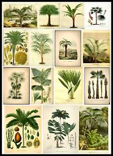 Vintage botanical prints for sale  LONDON