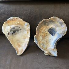 Rock jumbo oyster for sale  Sneads Ferry