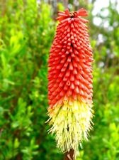 red hot poker for sale  HOCKLEY