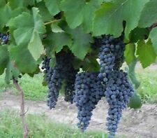 pinot noir grapes for sale  Ben Wheeler