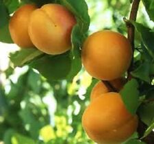 Apricot tree seeds for sale  CAMBORNE