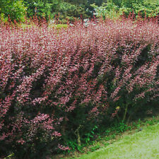 Purple japanese barberry for sale  Pittsfield