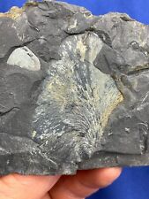 Carboniferous cyclopteris foss gebraucht kaufen  Saarbrücken