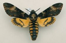 Sphingidae - Acherontia atropos - Death's-head Hawk-moth - #214 - female for sale  Shipping to South Africa