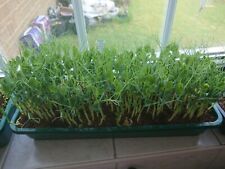 Microgreen organic pea for sale  ILMINSTER