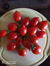 Tomatensamen piennolo vesuvio gebraucht kaufen  Elchesheim-Illingen