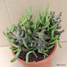 D782 TYLECODON BUCHOLZIANUS pot 13 cm H 11 cm W 15 cm MaMa Cactus for sale  Shipping to South Africa