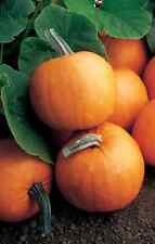 Orange smoothie pumpkin for sale  Chariton