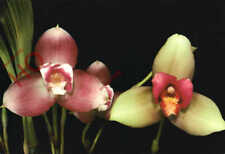 Postcard flowers lycaste usato  Spedire a Italy