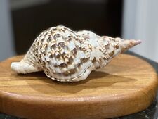 Gorgeous 10” Triton's Trumpet Charonia Tritonis Sea Shell 1 LB 11 OZ Perfect for sale  Shipping to South Africa