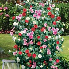 Camellia tricolour red for sale  UK