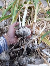 Elephant garlic cloves for sale  THORNTON HEATH