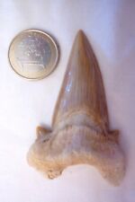 Dent requin fossilisée d'occasion  Boulogne-Billancourt