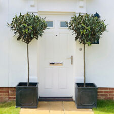 Olive tree standard for sale  IPSWICH