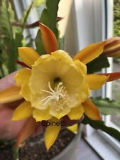 Epiphyllum blattkaktus william gebraucht kaufen  Wolmirstedt
