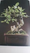 Semi bonsai misti usato  Chioggia
