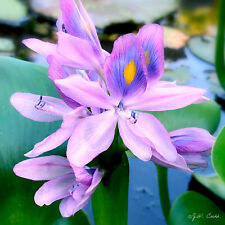 Water hyacinths aquautic for sale  Corpus Christi
