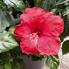 Hibisco rojo A., planta segunda mano  Embacar hacia Argentina