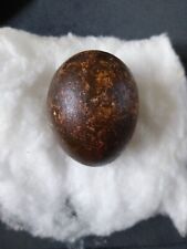 Honey buzzard egg for sale  DONCASTER