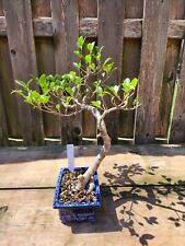 Ficus retusa bonsai for sale  Saint Louis