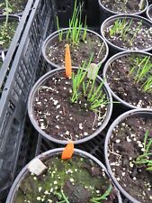 Tulbaghia leucantha for sale  MALDON