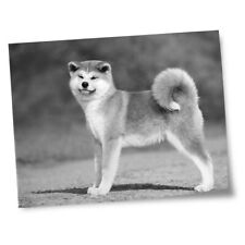 Usado, Impressões 8x10" (sem molduras) - BW - Akita Inu Puppy Dog Pets #38840 comprar usado  Enviando para Brazil