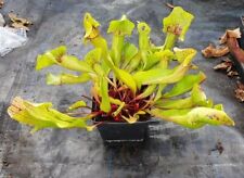 Sarracenia catesbaei carnivoro for sale  SHIFNAL