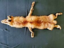 Real red fox for sale  Youngtown