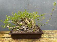 Large privet bonsai for sale  SURBITON