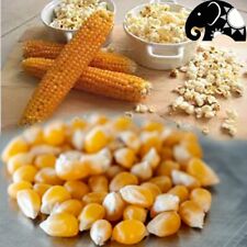 Popping corn kernels for sale  Shipping to Ireland