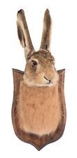 Taxidermy adult hare for sale  MORPETH