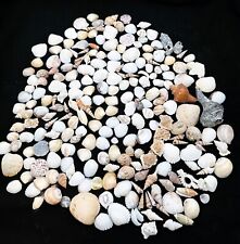 Seashells set jars for sale  Evergreen