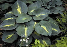 Hosta Thunderbolt® pianta da giardino inviata a radice nuda ex vaso da 0,5 litri usato  Spedire a Italy