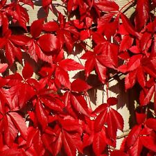 virginia creeper for sale  Shipping to Ireland