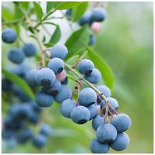 Bluejay blueberry plants for sale  Shipping to Ireland