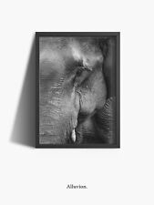 Animals elephant wall for sale  PULBOROUGH