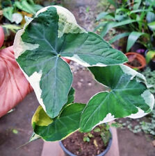 Xanthosoma Sagittifolium Plant Mouse Free Phytosanitary for sale  Shipping to South Africa